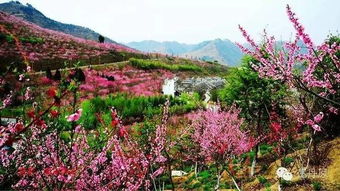 劉志豐原創(chuàng) 游桃花谷記